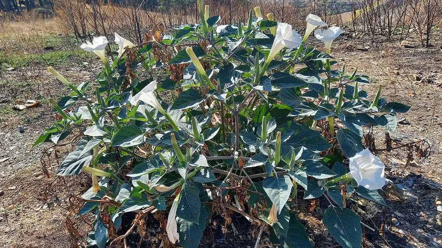 Thành phần hóa học chủ yếu là scopolamin và hyoscyamin. Cây này có độc mạnh, có tính chất làm giãn đồng tử mắt và được sử dụng làm thuốc trị hen, xử trí vết chích của cá độc.
