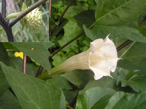 Cà độc dược thuộc họ cà Solanaceae, có lá đơn, hoa to màu trắng, quả hình cầu màu lục.