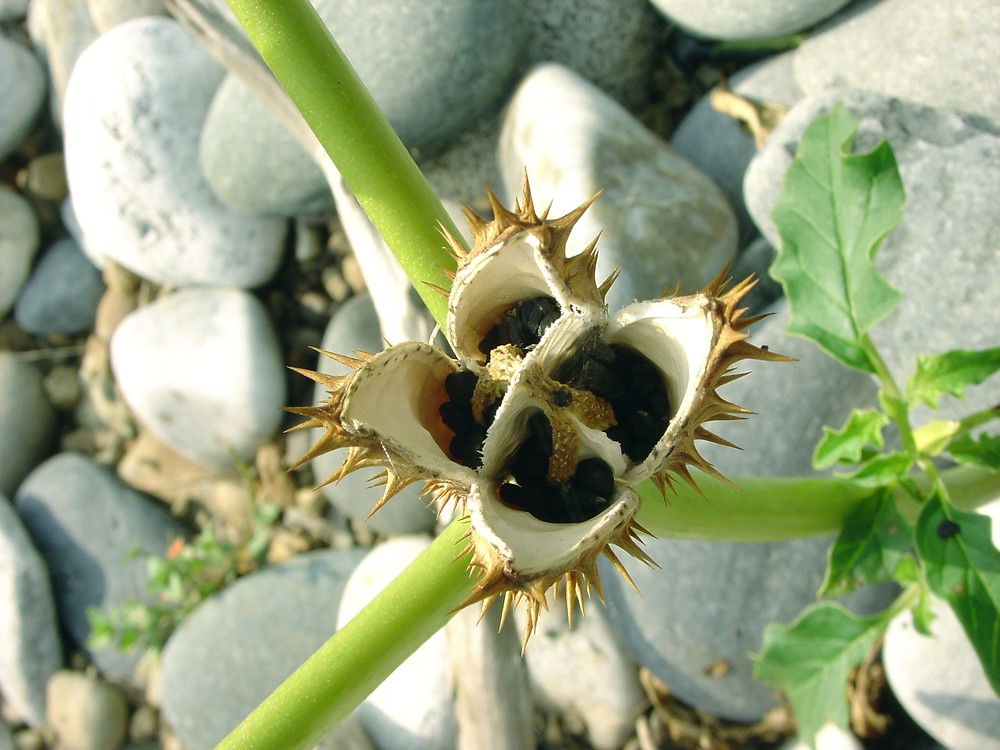 Thành phần hóa học chủ yếu là hyoscyamin, atropin và hyoscin. Cây có vị cay, đắng, tính ấm, gây tê, chống đau và được dùng như cà độc dược.