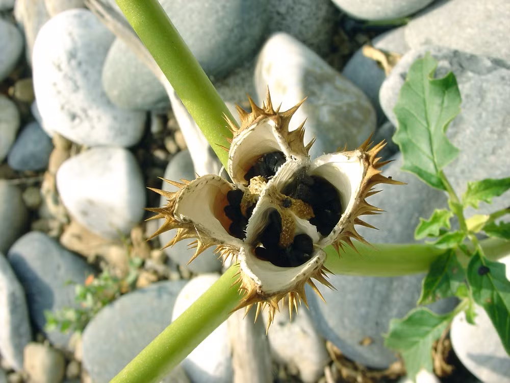 Thành phần hóa học chủ yếu là hyoscyamin, atropin và hyoscin. Cây có vị cay, đắng, tính ấm, gây tê, chống đau và được dùng như cà độc dược.