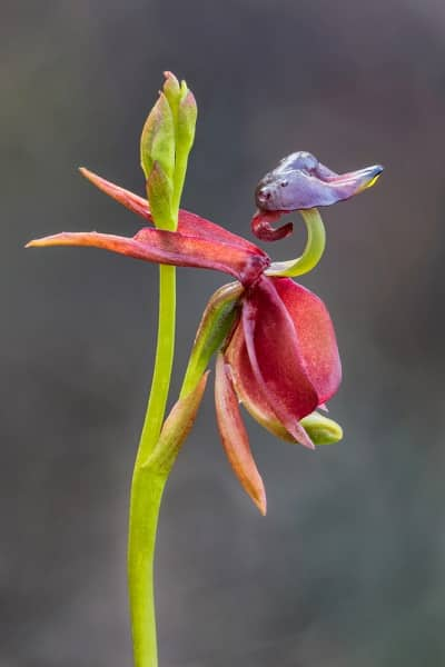 Hoa lan vịt thường nở vào khoảng thời gian từ tháng 9 đến tháng 2 năm sau, khi hoa nở sẽ có màu tím, đỏ thẫm và xanh lá.