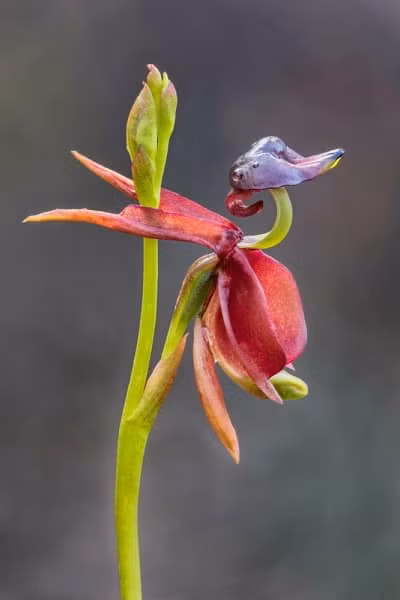 Hoa lan vịt thường nở vào khoảng thời gian từ tháng 9 đến tháng 2 năm sau, khi hoa nở sẽ có màu tím, đỏ thẫm và xanh lá.