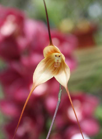 1. Hoa lan mặt khỉ: Là một trong những loài hoa có vẻ ngoài giống động vật, lan mặt khỉ sống ở khu vực miền núi thuộc Ecuador, Colombia và Peru ở độ cao khoảng từ 1.000 đến 2.000 m so với mực nước biển.