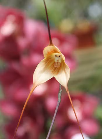 1. Hoa lan mặt khỉ: Là một trong những loài hoa có vẻ ngoài giống động vật, lan mặt khỉ sống ở khu vực miền núi thuộc Ecuador, Colombia và Peru ở độ cao khoảng từ 1.000 đến 2.000 m so với mực nước biển.