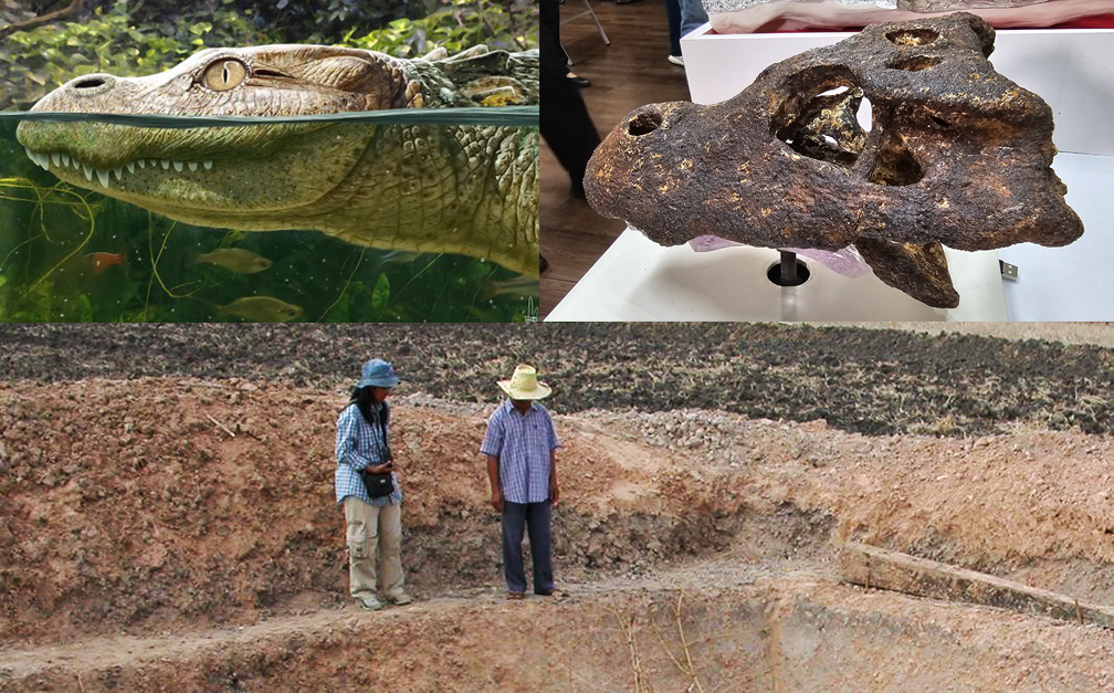 Loài mới này được đặt tên là Alligator munensis và được xác định là một con cá sấu cổ đại, mặc dù có nét gì đó khác biệt so với các loài cá sấu khác với chiếc mõm ngắn giống như khủng long.