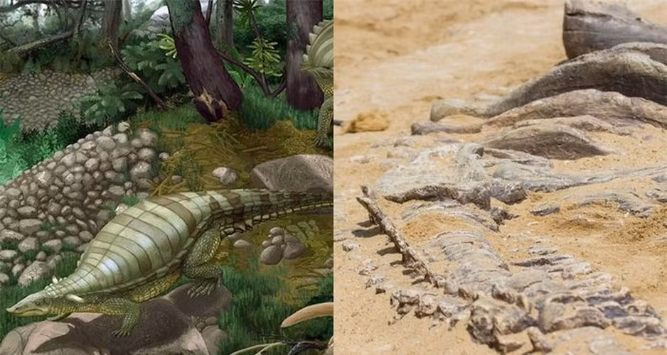 Cách đây không lâu, các chuyên gia đã giải mã được bí mật lớn về quái thú đầu đại bàng, mình cá sấu có niên đại 218 triệu tuổi. Bộ xương của quái thú này được tìm thấy ở bang Texas, Mỹ. Họ xác định đó là một sinh vật thuộc dòng họ Aetosaur.