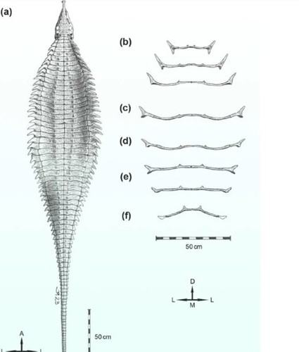 Mặc dù mang đặc điểm của loài Aetosaur nhưng quái thú 218 triệu năm tuổi cũng có những đặc điểm mới. Việc tìm thấy bộ xương của loài này ở khu vực Texas cho thấy nơi đây từng có nhiều con Aetosaur sinh sống. Các chuyên gia đặt tên cho quái thú tìm thấy ở Texas là Garzapelta muelleri.