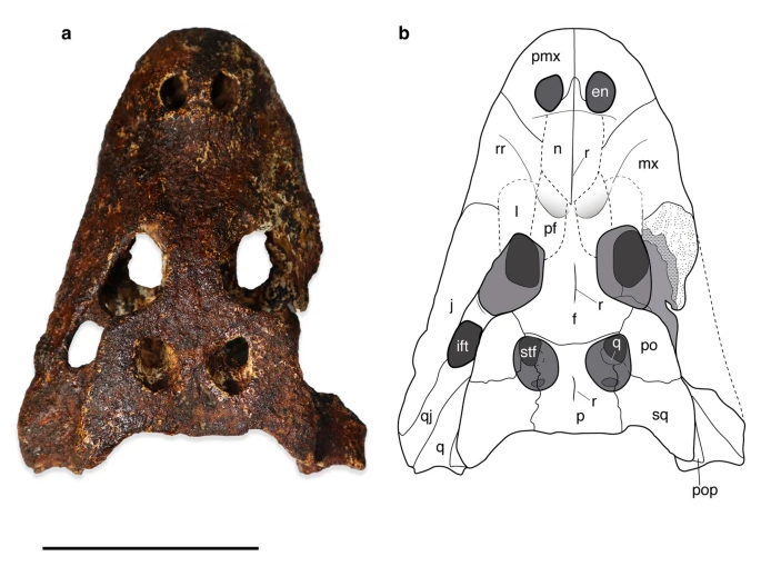 Các phân tích cho thấy, Alligator munensis có họ hàng gần với cá sấu Trung Quốc (Alligator sinensis), đại diện duy nhất còn sống bên ngoài châu Mỹ của một nhóm cá sấu lớn tên Alligatoridae.