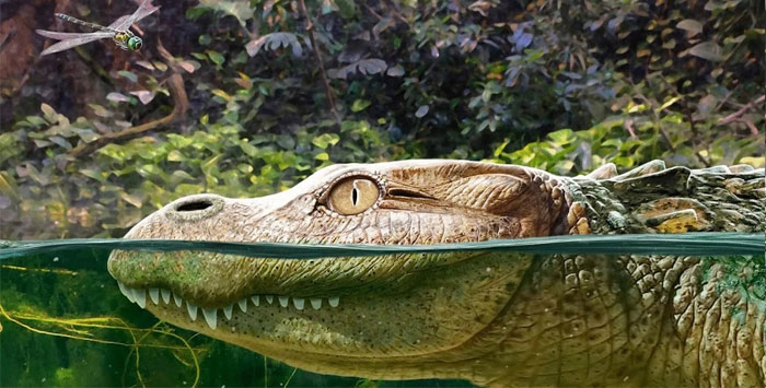 Ở tỉnh Nakhon Ratchasima của Thái Lan, một hộp sọ hóa thạch khổng lồ của một quái thú không trùng khớp với bất kỳ loài nào từng được biết đến trước đây đã được phát hiện.