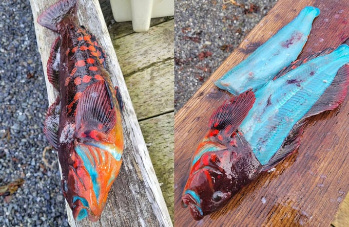 Joe Chmeleck, một ngư dân từ Alaska, Mỹ, đã câu được một con cá đá xanh, một loài cá kỳ lạ được biết đến với vẻ ngoài độc đáo và tài ngụy trang tuyệt đỉnh.