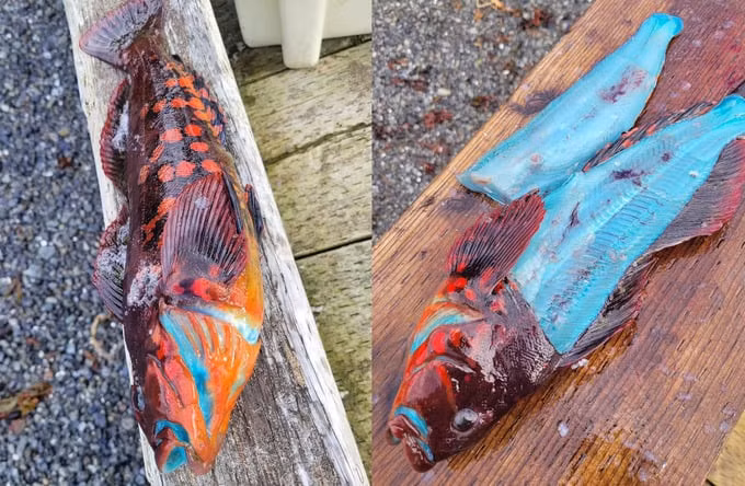 Joe Chmeleck, một ngư dân từ Alaska, Mỹ, đã câu được một con cá đá xanh, một loài cá kỳ lạ được biết đến với vẻ ngoài độc đáo và tài ngụy trang tuyệt đỉnh.