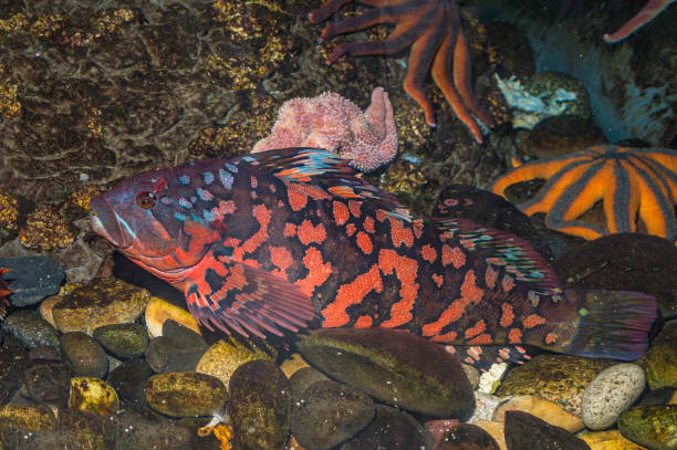 Lý do thịt của loài cá này có màu xanh lam vẫn chưa được giải thích rõ ràng, nhưng được biết rằng chúng tiết ra biliverdin, một loại mật màu xanh.