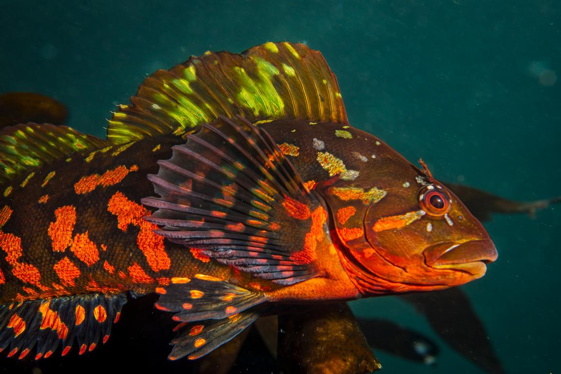 Loài cá đá xanh (Hexagrammos lagocephalus) được biết đến với tuổi thọ lên đến 11 năm, với kích thước lớn nhất đạt đến 60cm và trọng lượng 83kg.