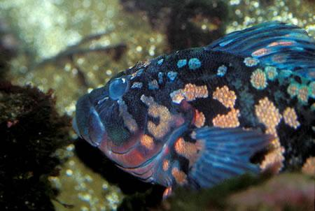 Loài cá này sống đơn độc và thích ẩn nấp, làm tăng khó khăn trong việc nghiên cứu và săn bắt.