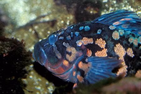 Loài cá này sống đơn độc và thích ẩn nấp, làm tăng khó khăn trong việc nghiên cứu và săn bắt.