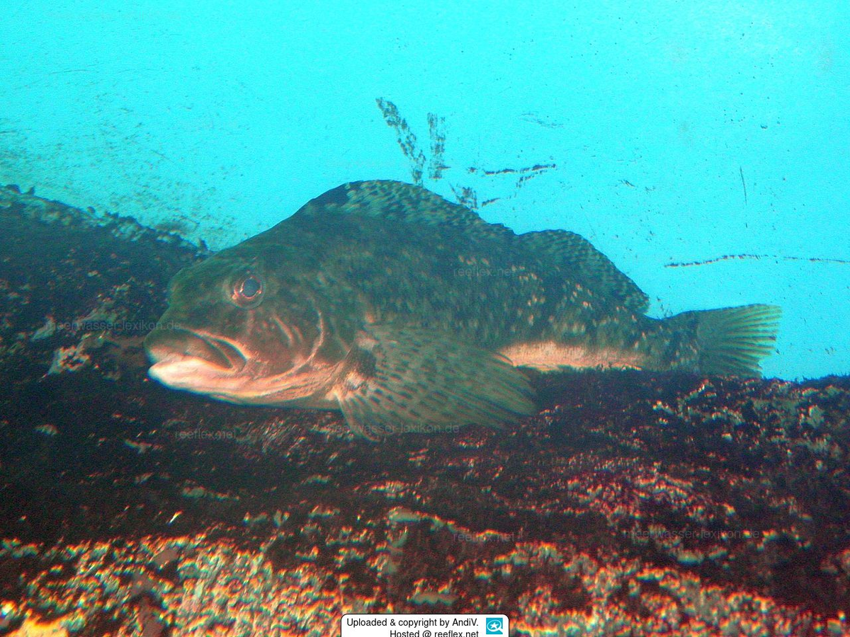 Chúng sống trong môi trường bãi rong và các khu vực đá ngoài khơi, thường thay đổi màu sắc để ngụy trang và khó bắt gặp.
