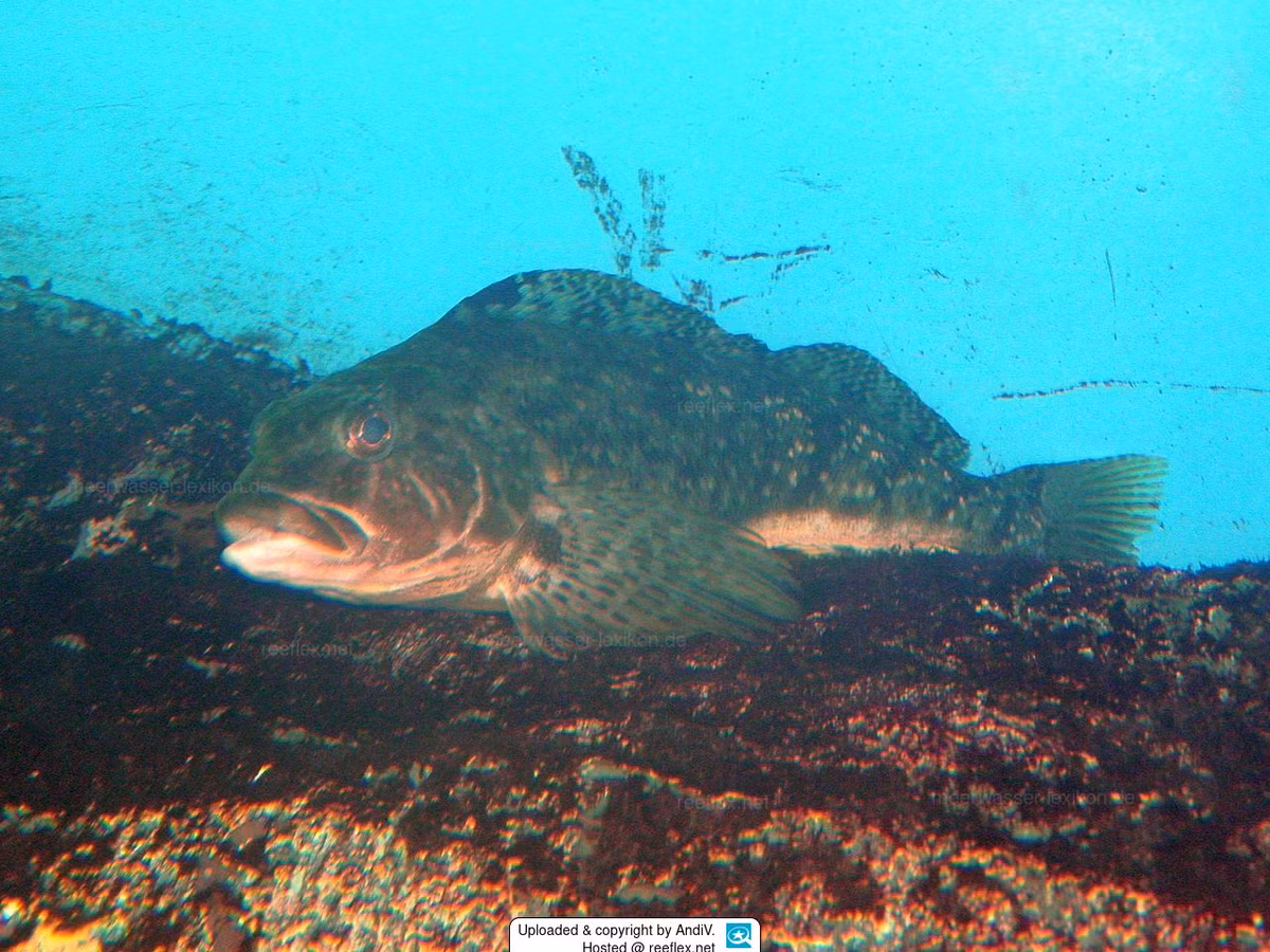 Chúng sống trong môi trường bãi rong và các khu vực đá ngoài khơi, thường thay đổi màu sắc để ngụy trang và khó bắt gặp.