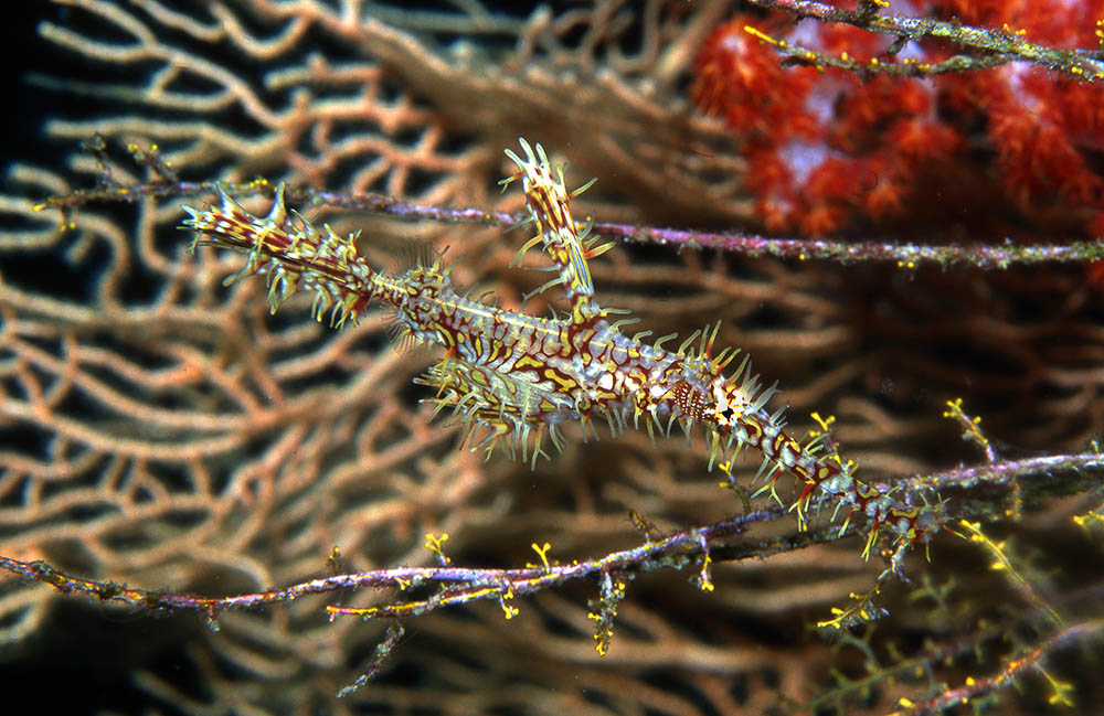 Loài cá này có khả năng đổi màu để tàng hình trong môi trường xung quanh, nên rất khó bắt gặp.