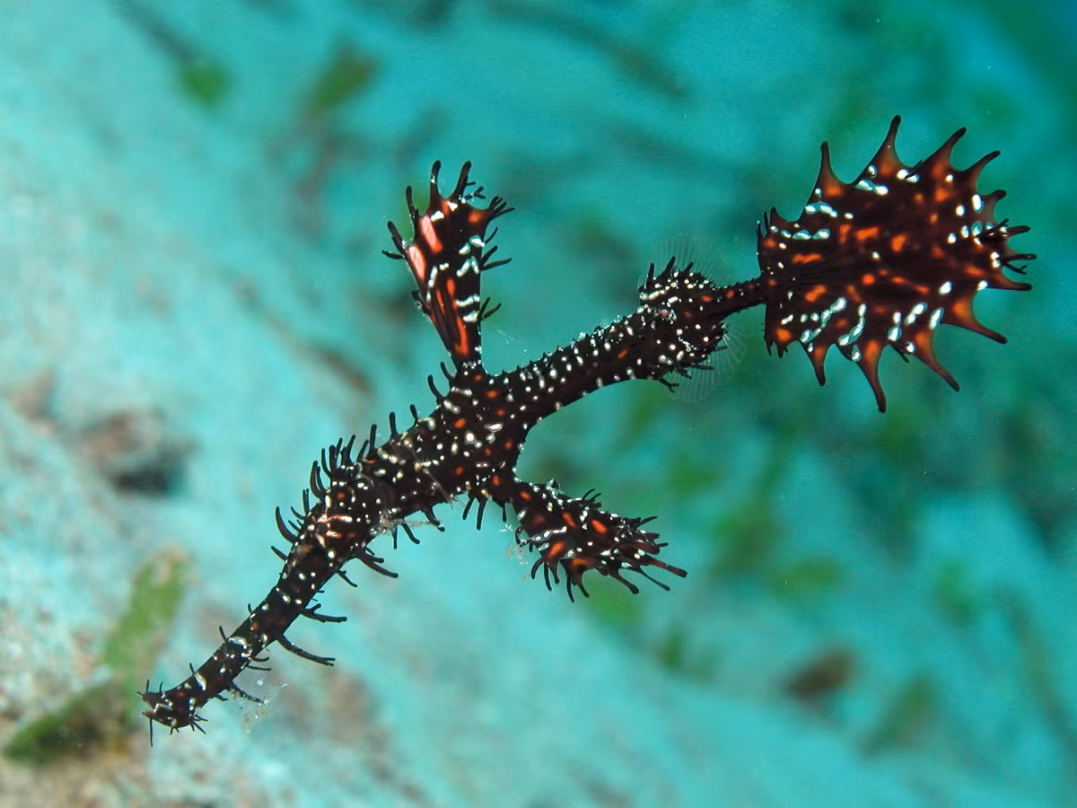 Các nhà khoa học và cơ quan chức năng đều đề xuất các biện pháp bảo vệ, bao gồm việc thả ngay khi bắt được, nuôi trong môi trường nhân tạo để sinh sản và bảo tồn.