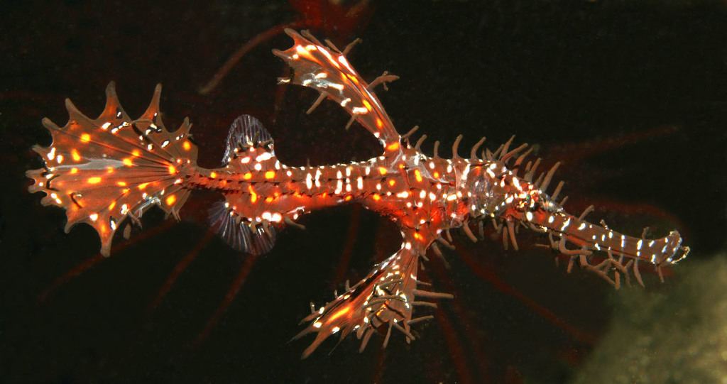 Cá dao cạo có phạm vi phân bố hẹp, chỉ xuất hiện ở một số quốc gia như Nhật Bản, Indonesia, Mauritius, Zanzibar, Maldives, và chỉ có một cá thể được phát hiện ở Việt Nam, cụ thể là biển Nha Trang.