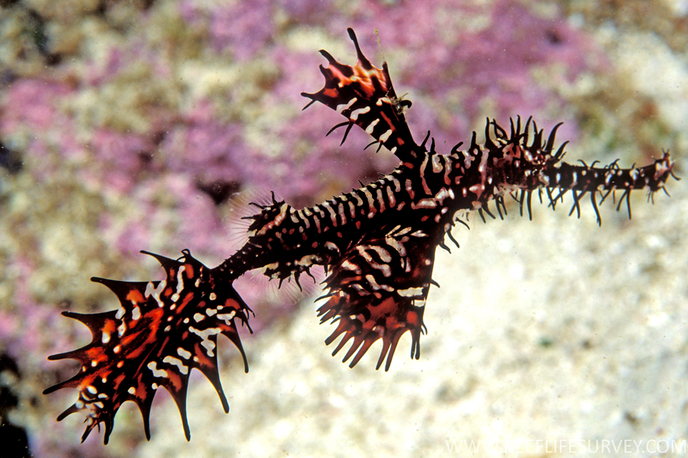 Đặc điểm nổi bật của loài cá này là hình thù kỳ dị, giống như những cây rong biển trôi trong nước, khiến nhiều người kinh ngạc và ngỡ ngàng.