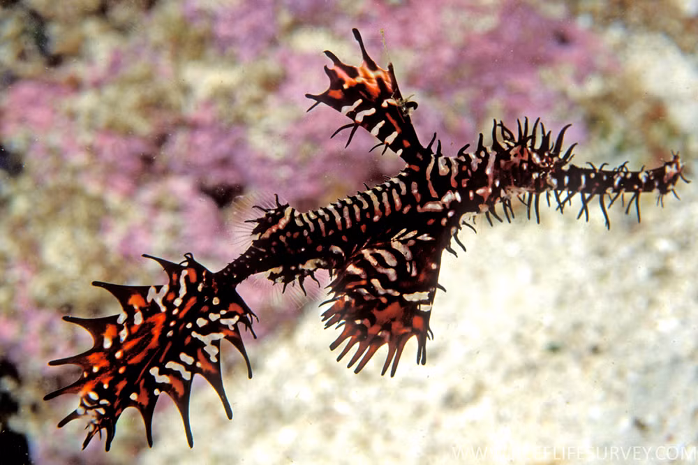 Đặc điểm nổi bật của loài cá này là hình thù kỳ dị, giống như những cây rong biển trôi trong nước, khiến nhiều người kinh ngạc và ngỡ ngàng.