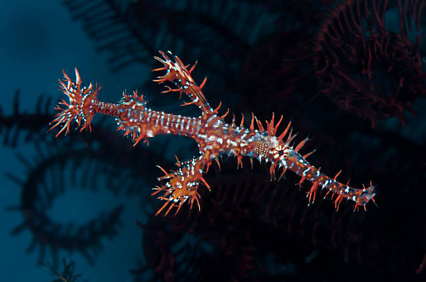 Sinh sản của chúng kéo dài ba tuần và cá con được nuôi dưỡng trong túi da bên trong bụng của cá cái.