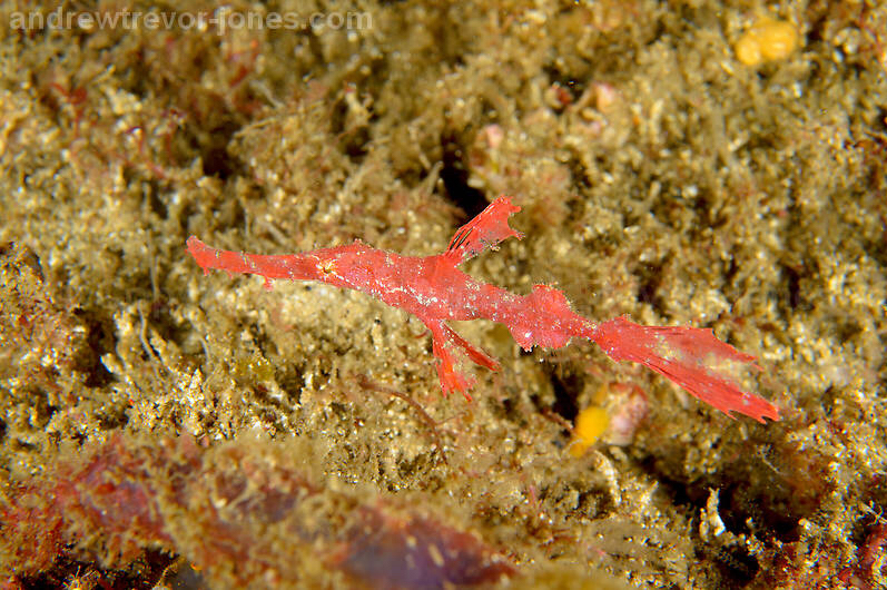 Loài cá này đang gặp nguy cơ tuyệt chủng và cần được bảo vệ.