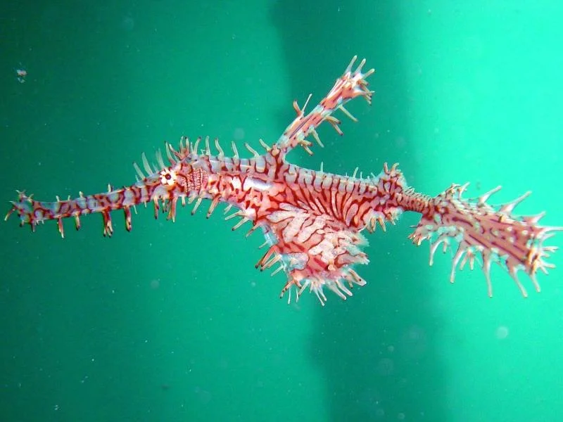 Cá dao cạo là loài cá chung thủy, sống cả đời chỉ với một bạn tình, và chỉ sống được khoảng 1 năm.