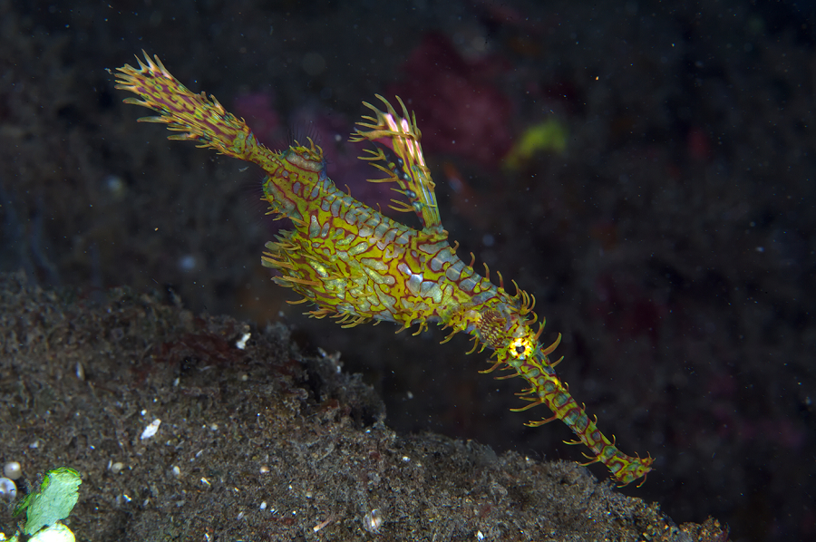 Cá cái chăm sóc trứng và con non trong một túi da bên trong bụng.