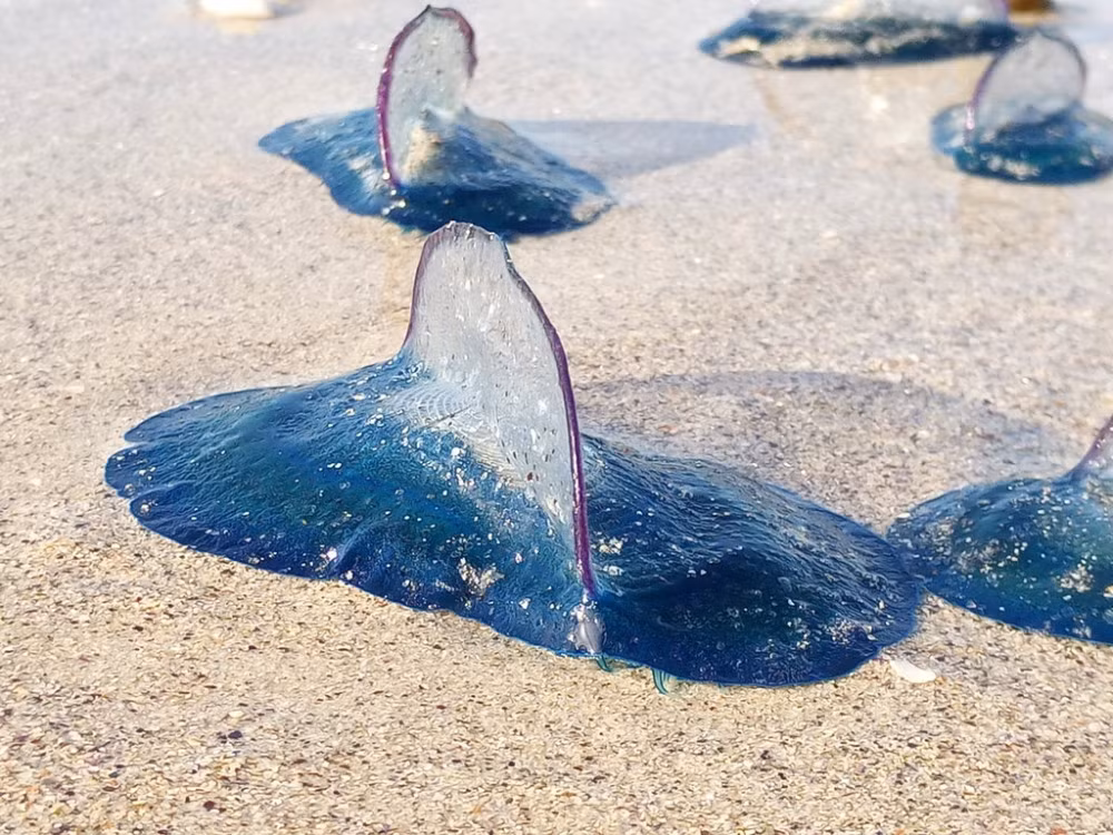 Mặc dù trông giống một sinh vật ngoài hành tinh, velella thực ra là quần thể sinh vật thuộc lớp hydrozoa, sử dụng gió để di chuyển và sống ngoài đại dương. Chúng thường dùng xúc tu để săn mồi và không gây hại cho con người.