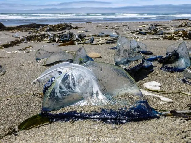 Một lĩnh vực nghiên cứu hiện nay là mối quan hệ giữa velella và nhiệt độ đại dương. Có khả năng khi đại dương ấm lên, sẽ có nhiều velella hơn dạt vào bờ và phát triển, có thể ảnh hưởng đến các loài cá khác.