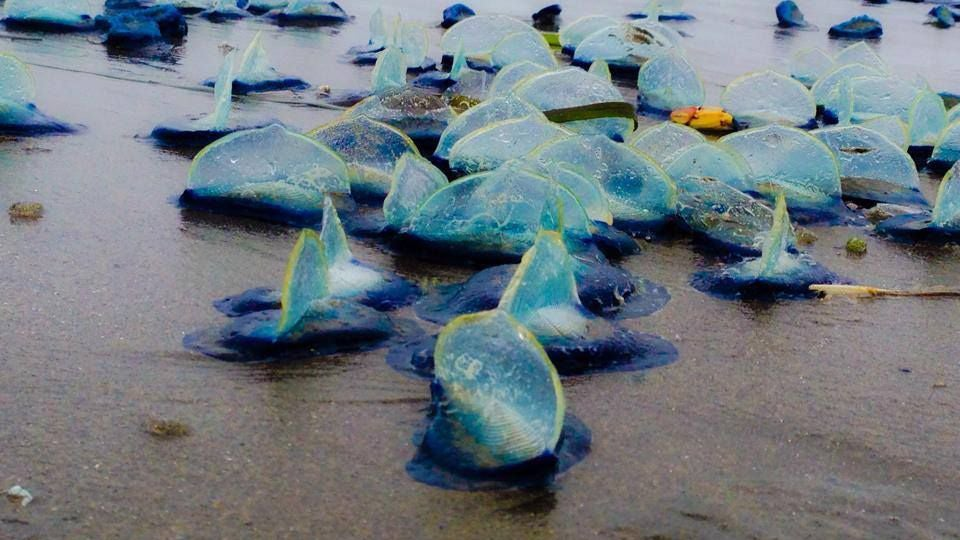 Julia Parrish, nhà sinh vật biển tại Đại học Washington, cho biết velella sống và di chuyển khắp Thái Bình Dương, thường xuất hiện dọc theo bờ biển California đến Trung Mỹ, Hawaii và Nhật Bản.