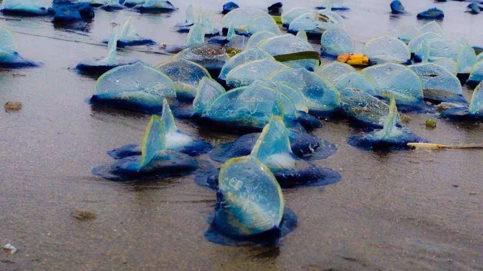 Julia Parrish, nhà sinh vật biển tại Đại học Washington, cho biết velella sống và di chuyển khắp Thái Bình Dương, thường xuất hiện dọc theo bờ biển California đến Trung Mỹ, Hawaii và Nhật Bản.