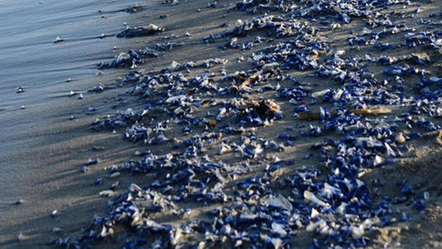 Những đàn velella khiến cho bãi biển trở nên phong phú nhưng cũng là dấu hiệu của sự thay đổi khí hậu, có thể ảnh hưởng đến sinh thái đại dương.