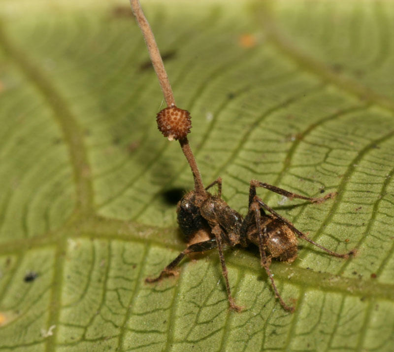 2. Kiến Zombie: Một loài nấm ký sinh trên cơ thể kiến, khiến chúng thay đổi hành vi và sau đó chết, nấm tiếp tục lây lan sang con khác.