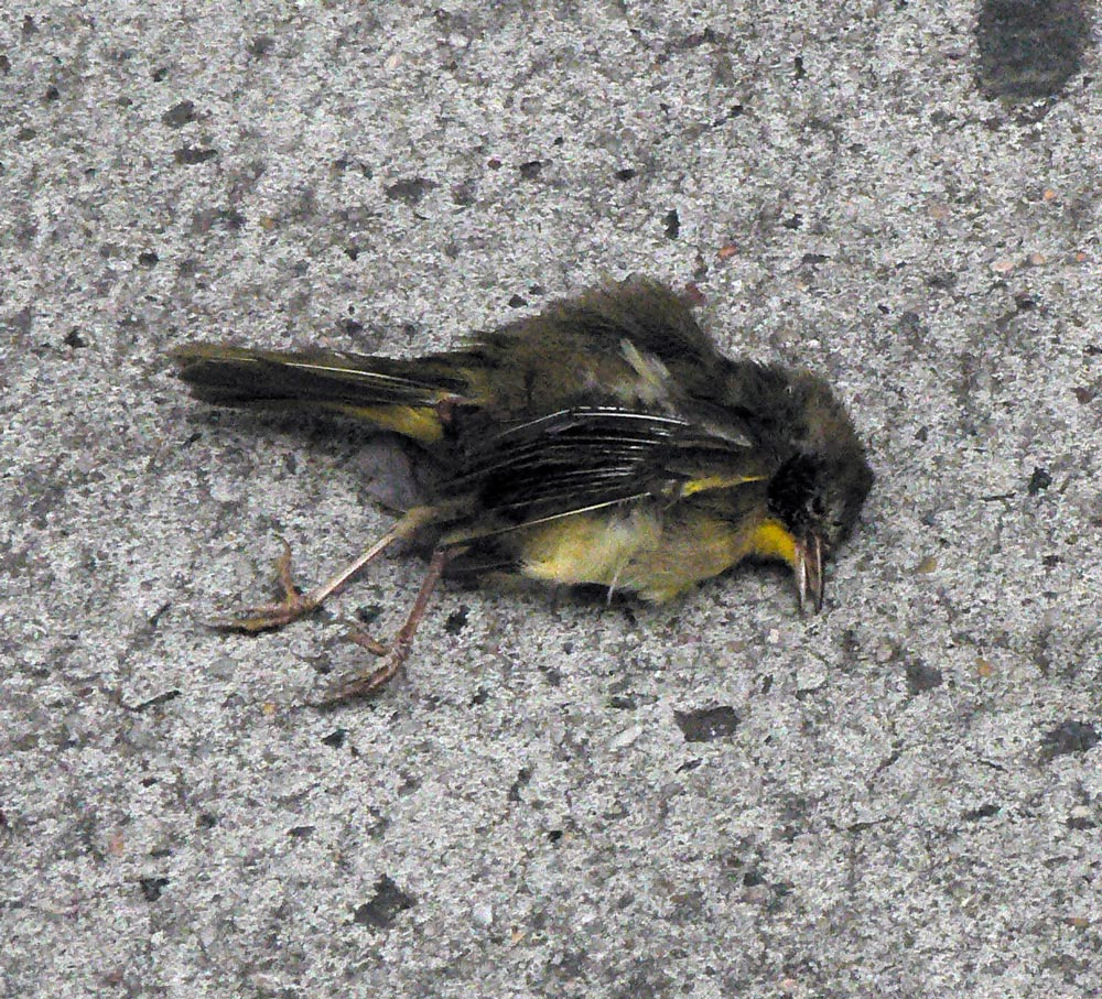 1. Flock-Alypse: Đây là hiện tượng bí ẩn trong thế giới động vật, khi mà hàng nghìn con chim đen ở Arkansas và Louisiana bí ẩn chết, sau đó là các loại động vật khác trên thế giới cũng gặp tình trạng tương tự. Lý thuyết phổ biến nhất là ánh sáng và tiếng ồn từ pháo hoa khiến chúng mất phương hướng và gây tổn thương cho bản thân.