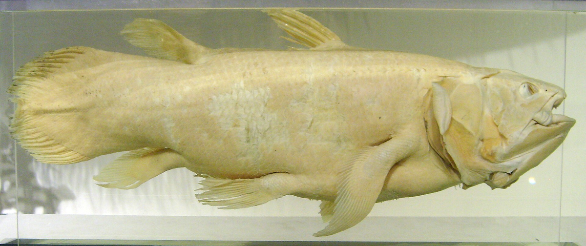 Đặc điểm sinh học của loài cá này cho thấy chúng có khả năng sống rất thọ.