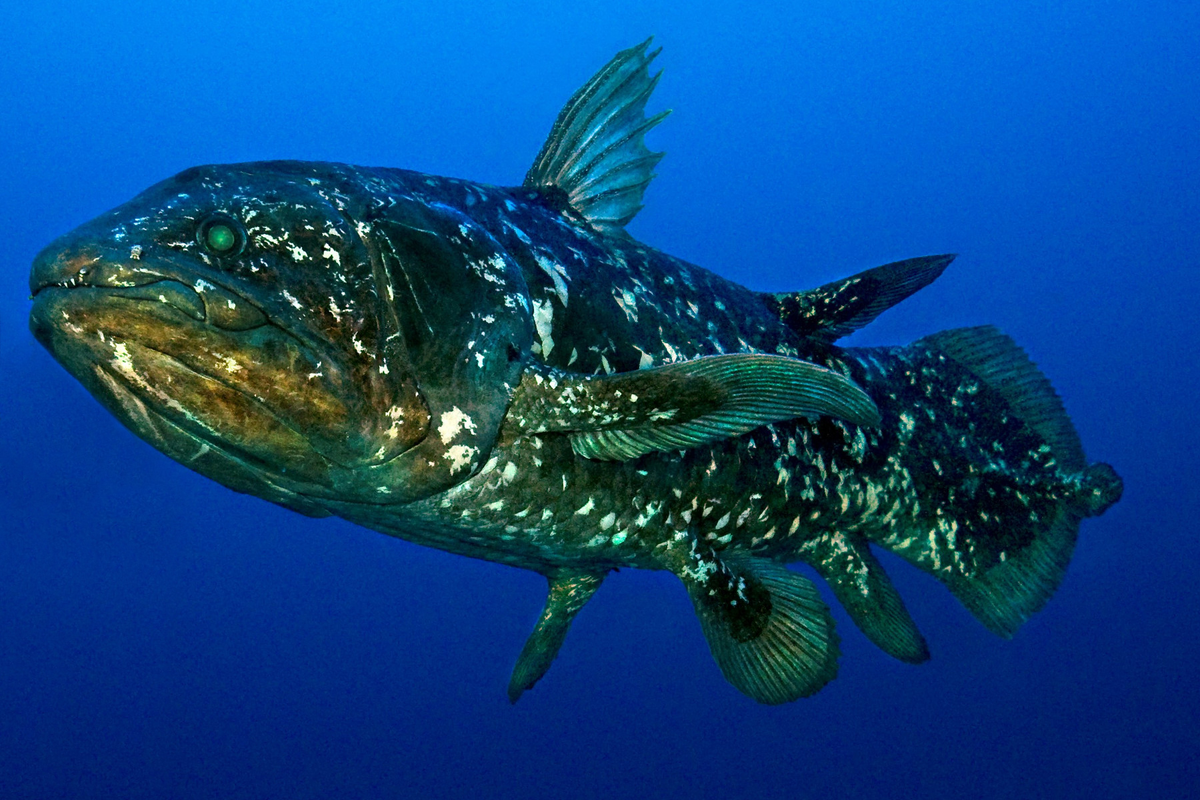 Điều này cho thấy rằng loài cá này có sự phân bố rộng rãi trong các khu vực biển.