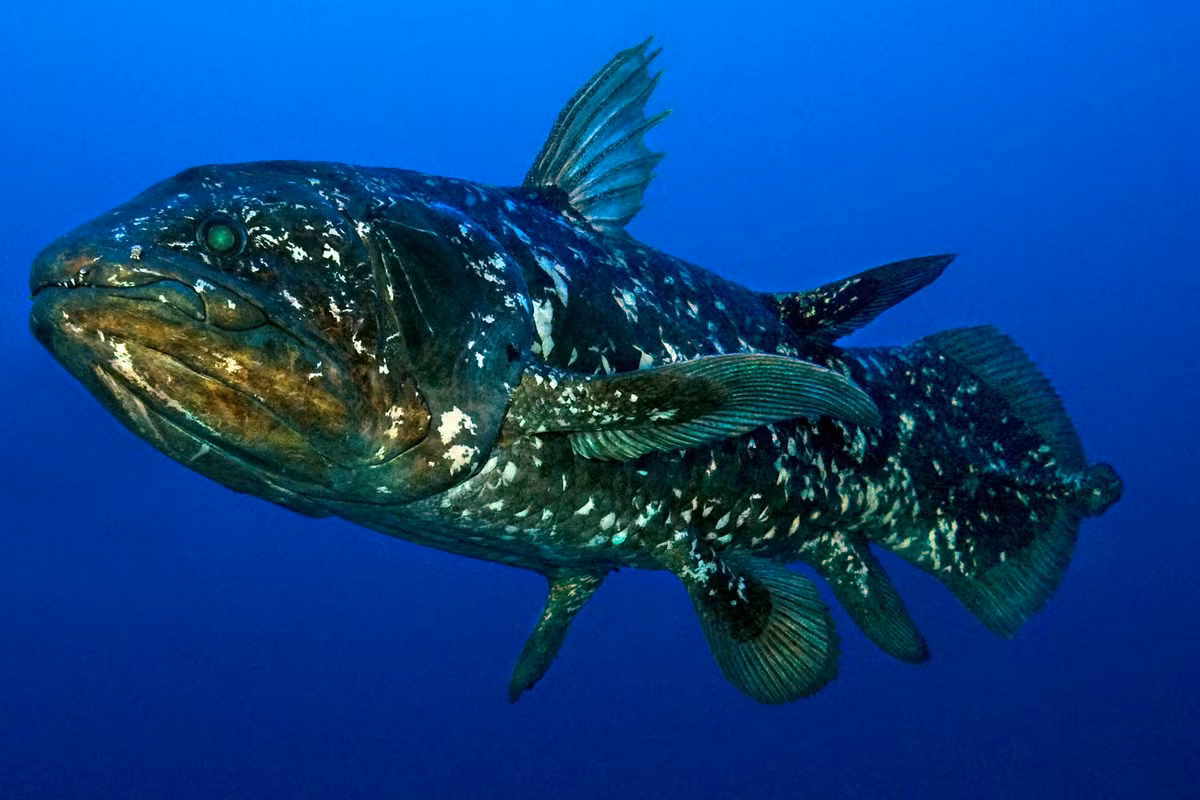 Điều này cho thấy rằng loài cá này có sự phân bố rộng rãi trong các khu vực biển.