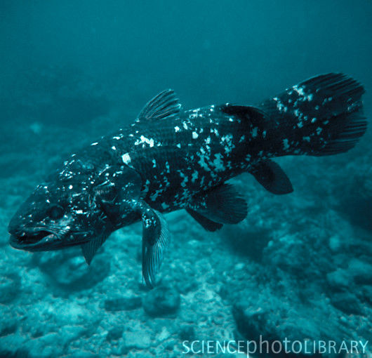 Điều đặc biệt là chúng có khả năng săn mồi trong lúc lộn ngược đầu, nhờ vào cấu trúc xương đặc biệt của chúng.