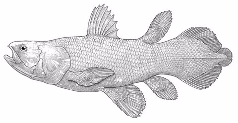  Loài cá vây tay Tây Ấn Độ Dương xuất hiện lần đầu tiên cách đây hơn 400 năm, nhưng dẫn liệu hóa thạch về chúng ngừng lại cùng thời gian khủng long biến mất. Sự xuất hiện trở lại của chúng đã hé lộ một hiện tượng đặc biệt trong thế giới động vật, được gọi là "Lazarus", khi một loài động vật đã biến mất đột ngột lại xuất hiện trở lại sau một thời gian dài.