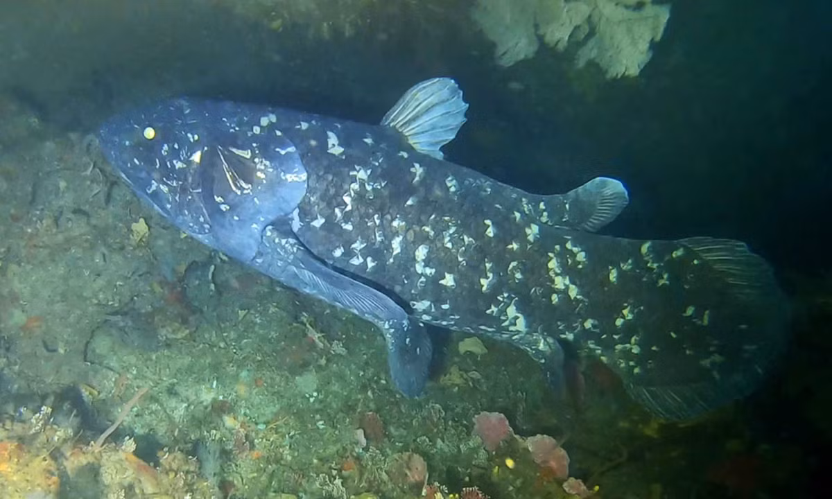 Nghiên cứu gần đây đã chỉ ra rằng, cá vây tay châu Phi có thể sống đến 100 năm, thông qua việc đếm cấu trúc canxi hóa ở vảy của chúng, tương tự như việc đếm vòng sinh trưởng ở cây. Điều này trái ngược với những đặc điểm khác của chúng, bao gồm tốc độ trao đổi chất chậm và hấp thụ ít oxy.