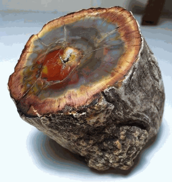 Quá trình này kết hợp với tẩm dung dịch silic khiến cho gỗ có độ cứng như đá.