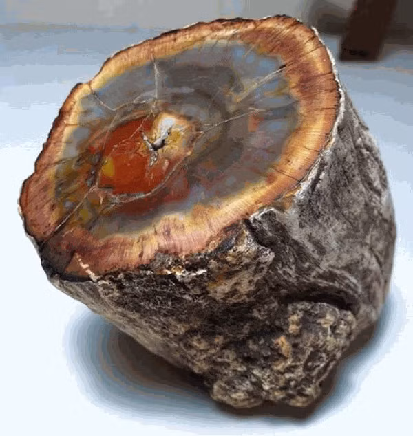 Quá trình này kết hợp với tẩm dung dịch silic khiến cho gỗ có độ cứng như đá.