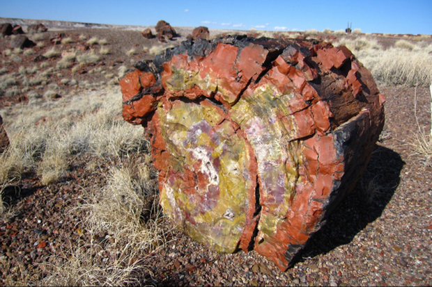 Gỗ hóa thạch mang những tính chất của ngọc và thường tồn tại từ thời Triassic và Jurassic, khoảng từ 100 đến 250 triệu năm trước.