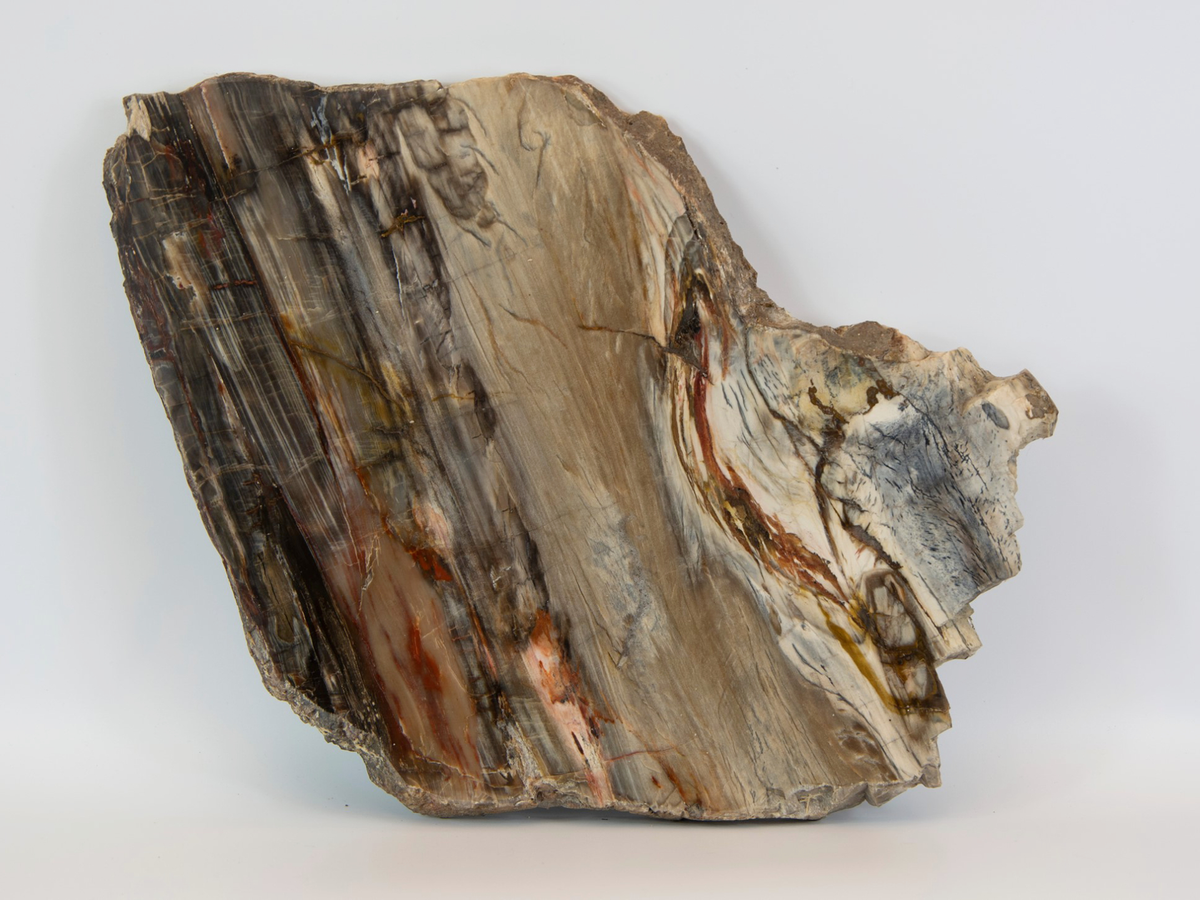 Tại Việt Nam, gỗ hóa thạch thường được tìm thấy ở các vùng như Lạng Sơn và Tây Nguyên.