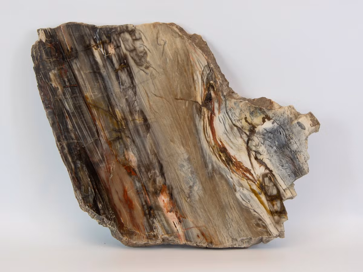 Tại Việt Nam, gỗ hóa thạch thường được tìm thấy ở các vùng như Lạng Sơn và Tây Nguyên.