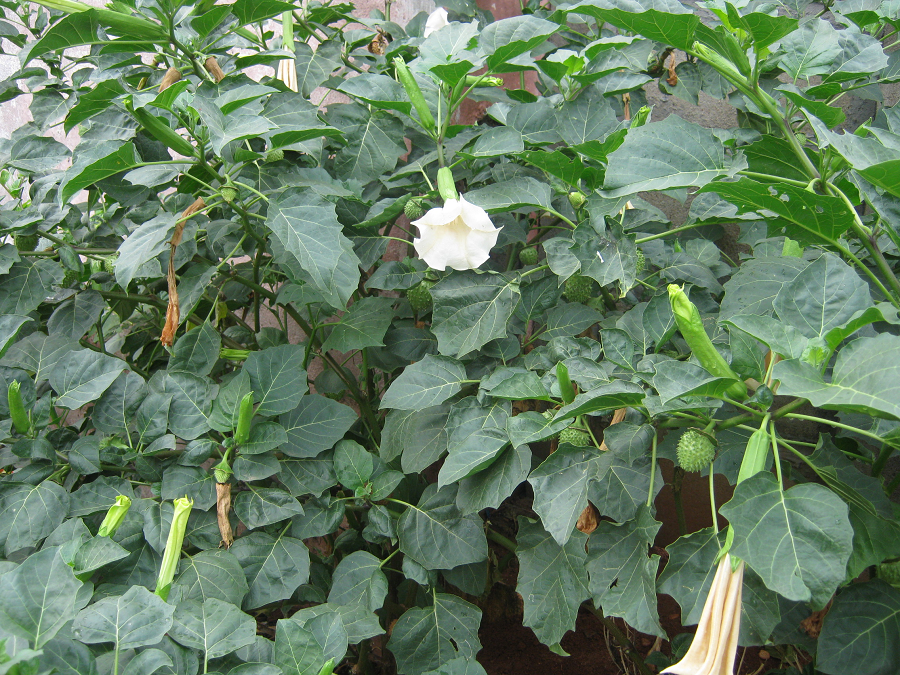 Việc nâng cao hiểu biết và nhận thức về rủi ro từ cây Datura là cần thiết để bảo vệ bản thân và người khác khỏi nguy cơ ngộ độc không mong muốn.