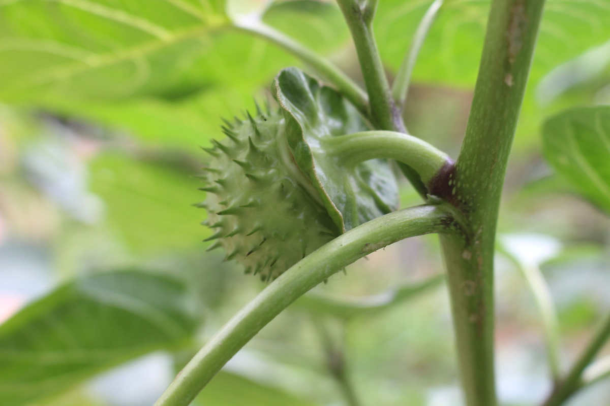 Tuy nhiên, toàn bộ cây Datura đều chứa độc, từ lá, hoa đến quả. Độc tính chủ yếu của nó đến từ các loại alkaloid sinh học như alkaloid Datura và atropine, có thể gây ra ngộ độc nghiêm trọng và thậm chí tử vong nếu sử dụng sai cách.